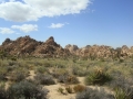 Joshua Tree NP